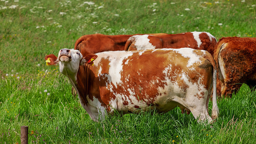 Alemania: Una vaca muerta sacude una patada a un trabajador del matadero y acaba en el hospital