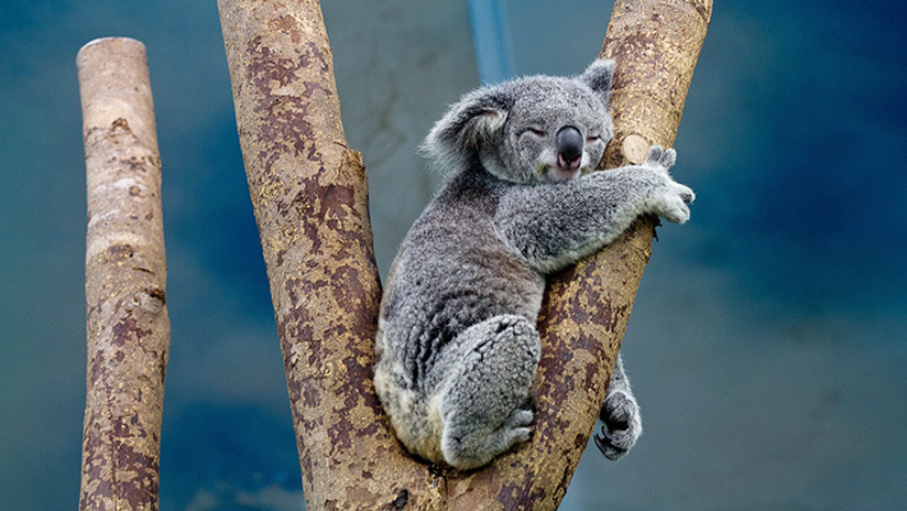 Llega el 'Koala Challenge': El reto al más puro estilo australiano que 'atrapa' a los usuarios de Instagram