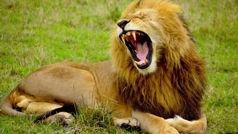 Una pelota habría permitido a un león escapar de su hábitat y matar a una empleada en un zoológico de EE.UU.