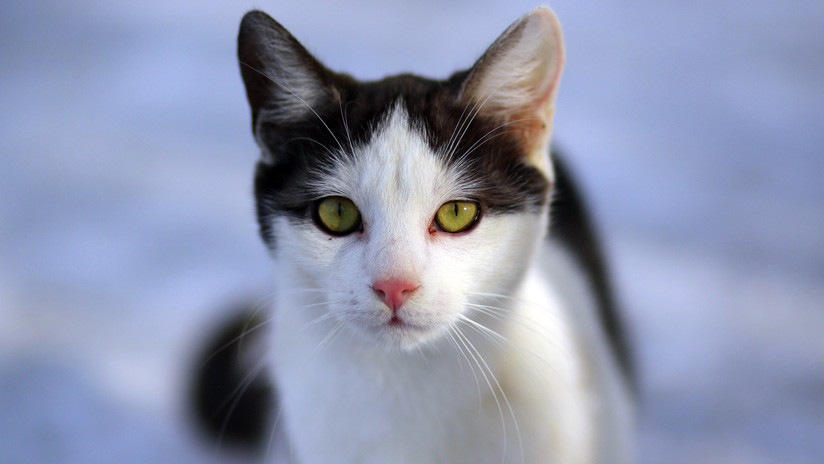 Una asombrosa serie de imágenes muestra cómo una gata negra se vuelve completamente blanca