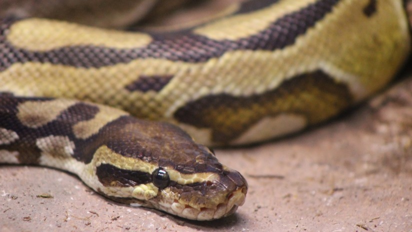 FOTOS: Serpiente australiana viaja casi 15.000 kilómetros en el zapato de una turista británica