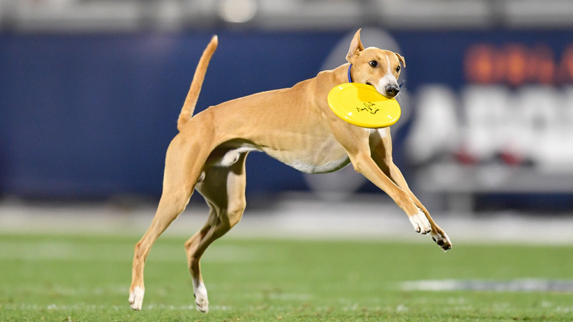 VIDEO: Un perro sale al campo de juego en el entretiempo y atrapa un pase de 76 metros