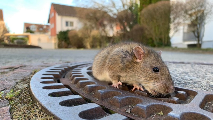 FOTOS, VIDEO: Una rata obesa queda atrapada en una tapa de alcantarilla y origina una gran operación de rescate