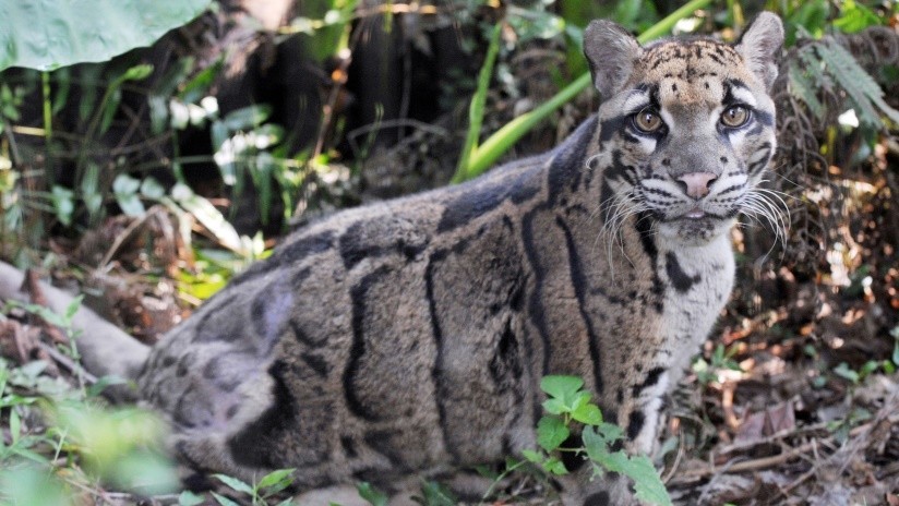 Júbilo en Taiwán: Reaparece un leopardo al que se creía extinto hace años