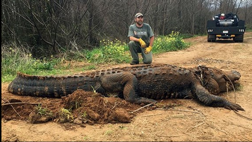 "La foto es real": Hallan un caimán gigante de más de 300 kilógramos en EE.UU.