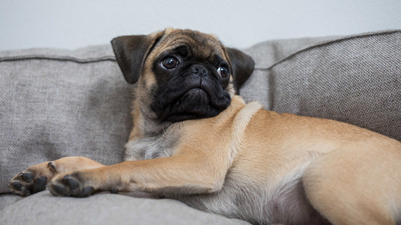 Alemania: Incautan y venden por eBay el perro de una familia que no pagó impuestos