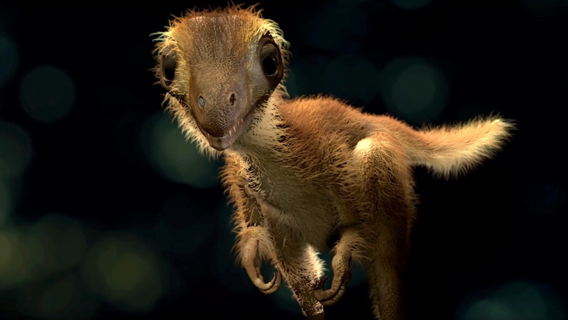 'Pequeño monstruo mullido': Paleontólogos reconstruyen la apariencia de una cría de Tyrannosaurus rex (VIDEO)