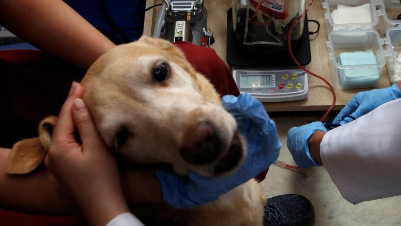 Un perro espera a su amo en la puerta de un hospital en Argentina sin saber que murió (FOTOS)