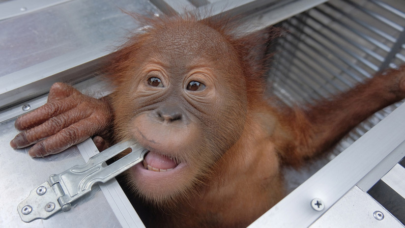 Detienen a un turista ruso en Indonesia cuando intentaba volar con un orangután en su equipaje