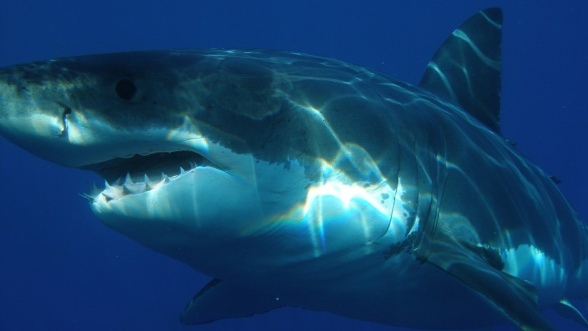 FOTO: Pescan una cabeza de tiburón de 100 kilos arrancada por un enorme depredador desconocido