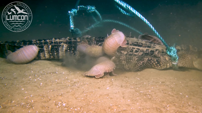 Graban por primera vez cómo un caimán se convierte en comida de isópodos gigantes a 2.000 metros de profundidad (VIDEO)
