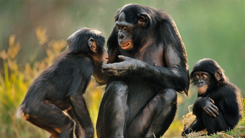 Implantan genes humanos en el cerebro a unos monos: estos fueron los cambios que sufrieron