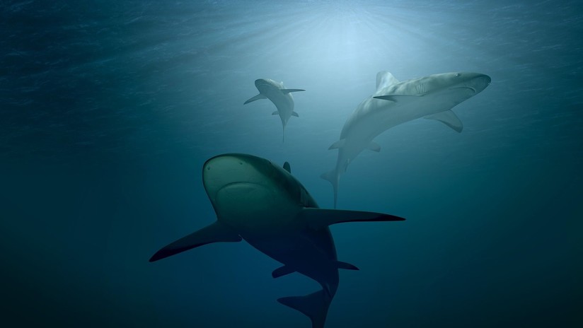 ¿El cazador se volvió una presa? Un estudio muestra de quién tiene miedo el gran tiburón blanco