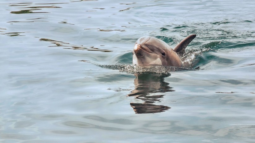 VIDEO: Científicos graban como 'hablan' unos enigmáticos delfines de río en Brasil