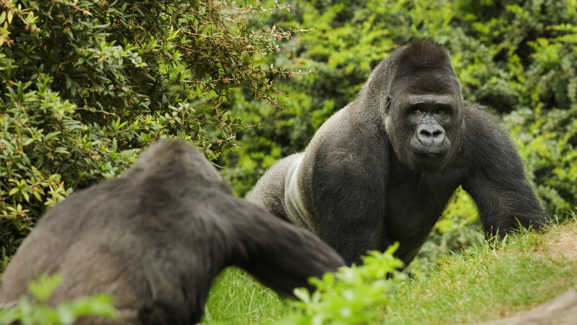 FOTO: Dos gorilas en peligro de extinción posan para un selfi imitando una pose muy humana