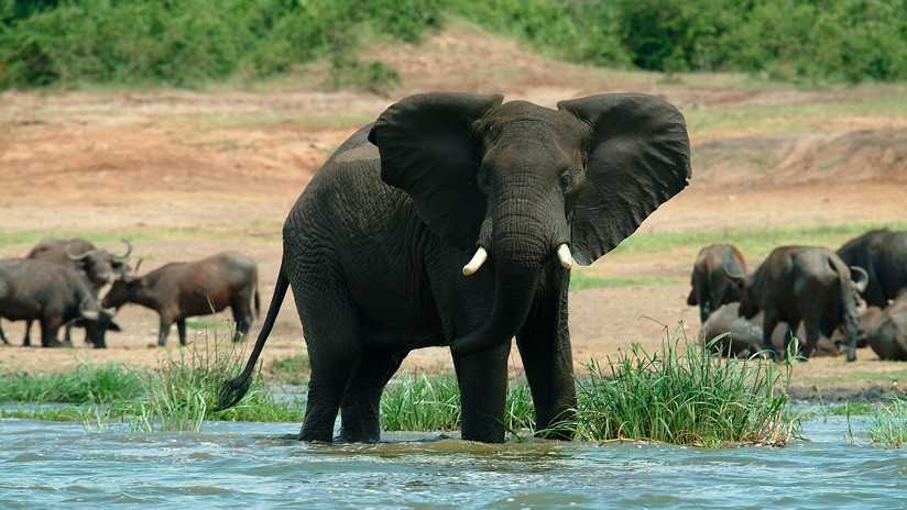 FOTO: Celebran haber matado un elefante "excepcional" en un parque nacional y causan indignación