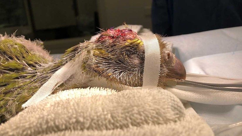 VIDEO: Un loro en peligro de extinción se convierte en la primera ave sometida con éxito a cirugía cerebral