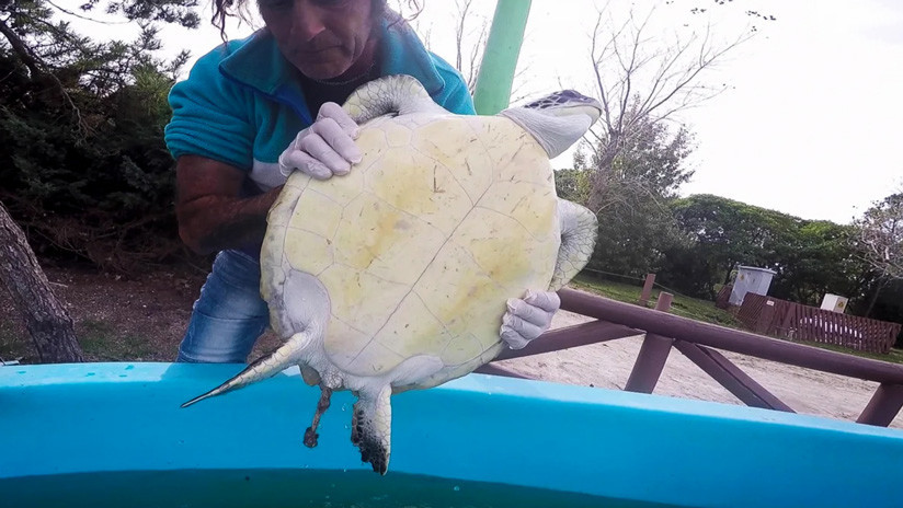 VIDEO: Graban a una tortuga marina defecando grandes cantidades de basura mientras es rescatada en Argentina
