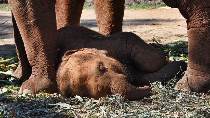 VIDEO: Una cría de elefante cae exhausta tras caminar atada a su madre mientras esta transporta turistas