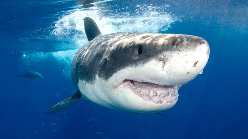 VIDEO: Un enorme tiburón blanco ataca el bote donde pescaban un padre y su hijo