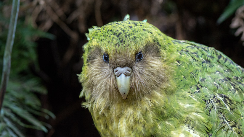Una plaga infecciosa pone en peligro el futuro de los kakapos, los loros más gordos del mundo