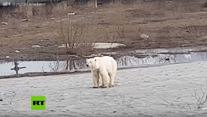 Captan a un oso polar hambriento y agotado vagando por una ciudad rusa