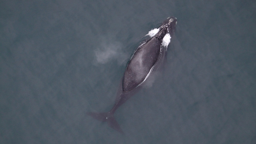 VIDEO: They record the song of a right whale for the first time in history 