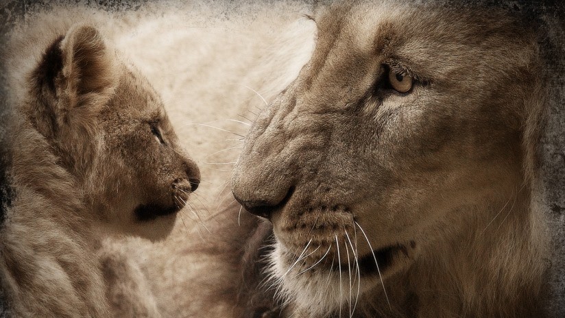FOTOS: Captan a Mufasa y Simba en la vida real en la víspera del estreno del nuevo 'El rey león' 