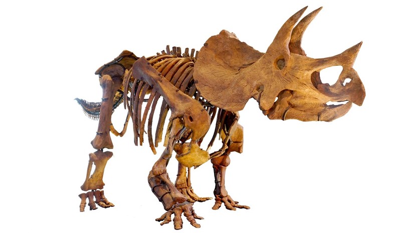 Descubren que los huesos hallados en Colorado pertenecen a un gran tricerátops de hace 68 millones de años