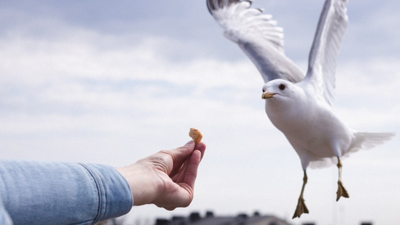 FOTOS: Un ave alimenta a su polluelo con la colilla de un cigarrillo en Florida