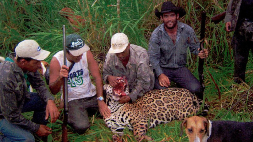 A juicio un cazador brasileño acusado de matar a más de 1.000 jaguares en 32 años