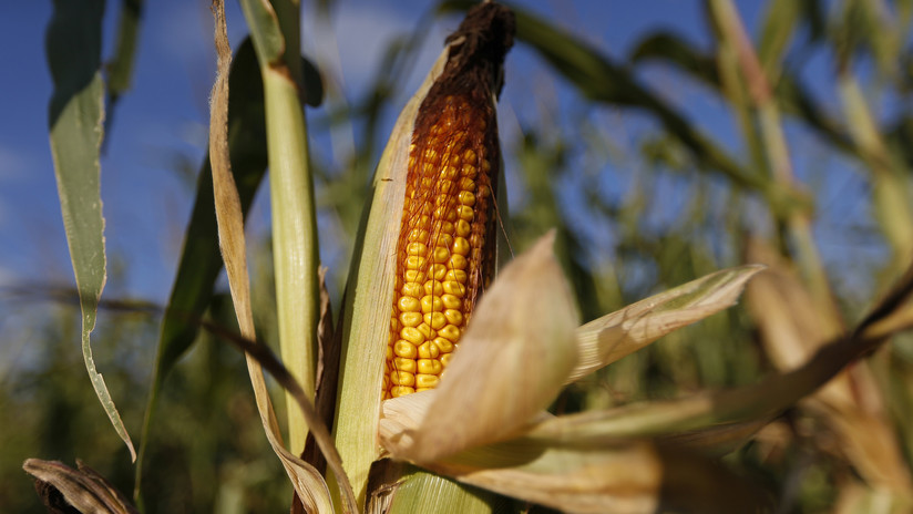 El gusto de los mayas por el maíz podría haber sido la causa de su colapso