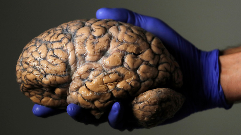 La ciencia ya sabe cómo volver a la vida el cerebro de un humano muerto (pero el resultado podría ser una "pesadilla perpetua")