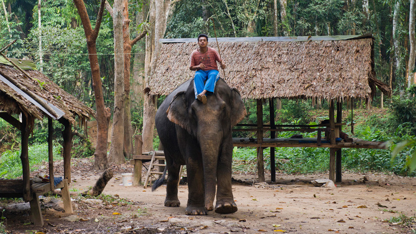 La "tortura inhumana" a elefantes para entretener a los turistas en Tailandia indigna a las redes