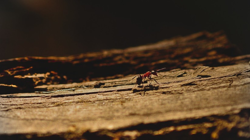 VIDEO: Muestran en cámara lenta cómo funciona el aguijón de una hormiga al picar a su objetivo