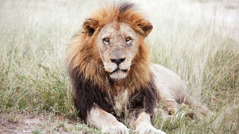 VIDEO: Cazadores disparan a quemarropa a un león y se felicitan por su 'hazaña'