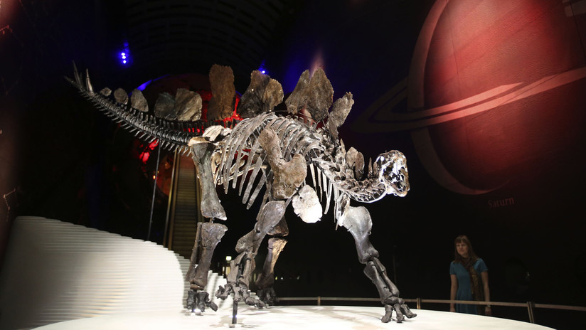 Hallan una nueva especie de estegosaurio, la más antigua jamás descubierta
