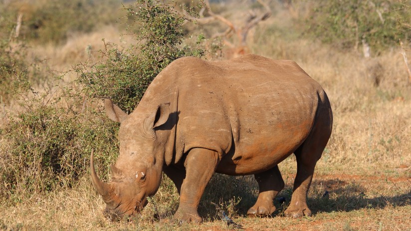VIDEO: Un rinoceronte se lanza a la carrera contra un jeep de turistas