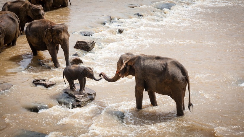 VIDEO: Rescatan a cinco elefantes que estuvieron atrapados en un pozo de fango
