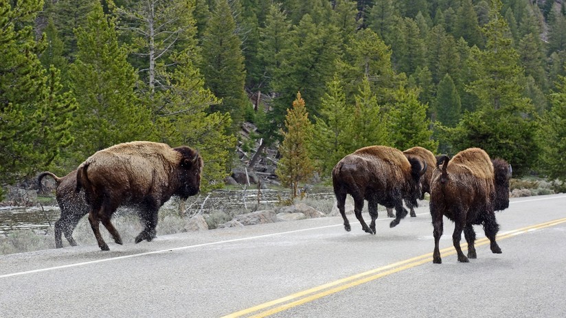 VIDEO: Una manada de bisontes invade una carretera y embiste un coche con una familia dentro