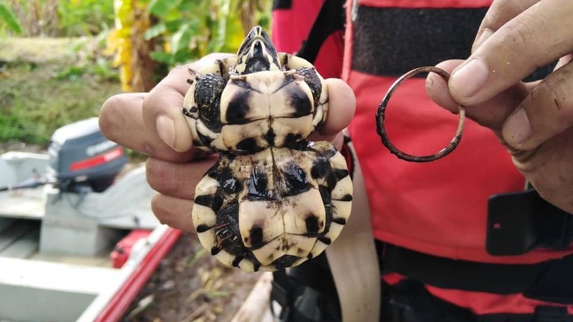 FOTOS: Hallan una tortuga deformada por crecer con una banda elástica alrededor de su cuerpo