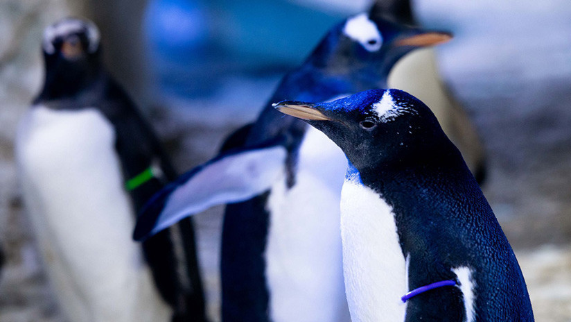 Una pareja de hembras de pingüino crían por primera vez a un polluelo 'sin género'