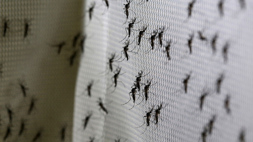 Un fallido experimento con mosquitos transgénicos en Sudamérica les da un "vigor híbrido"