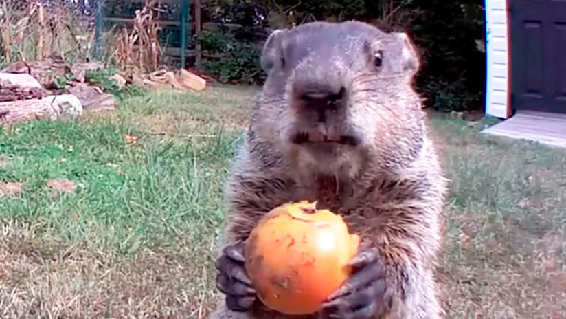 VIDEOS: Una marmota roba hortalizas en un huerto y el dueño de la plantación la convierte en una estrella de Instagram