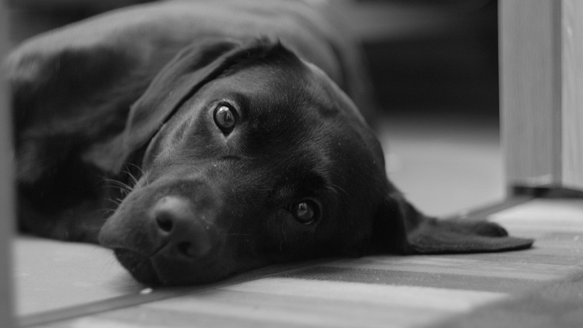"El perro más querido en Australia": Colaboración ciudadana ayuda a salvar a una mascota perdida tras la muerte de su dueño