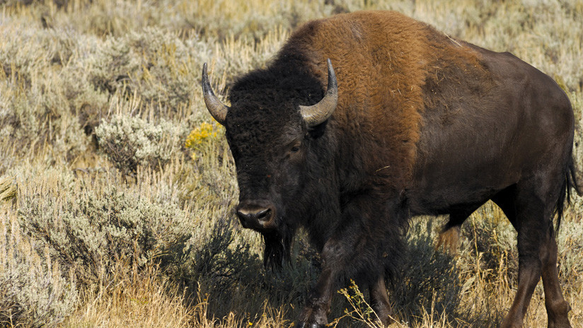 FOTOS: Un hombre vuelve al lugar donde fue corneado por un bisonte meses antes y su novia es atacada también