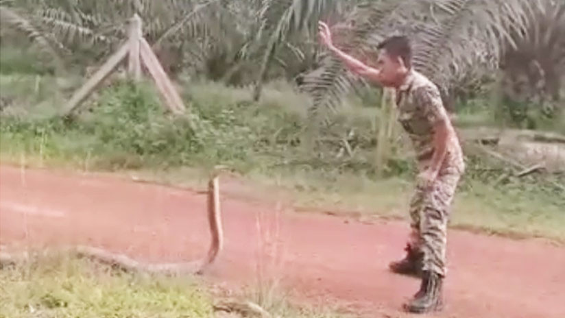 VIDEO: Un soldado se topa con la serpiente venenosa más grande del mundo y su forma de dominarla quita el aliento