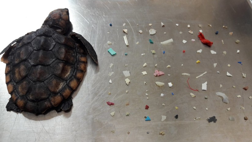 FOTO: Una cría de tortuga muere después de tragarse 104 pedazos de plástico
