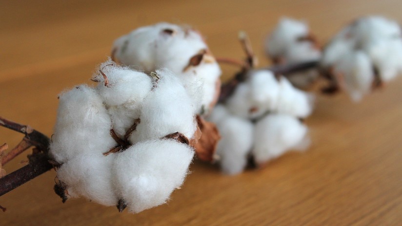 EE.UU. autoriza el uso de algodón genéticamente modificado para la alimentación humana