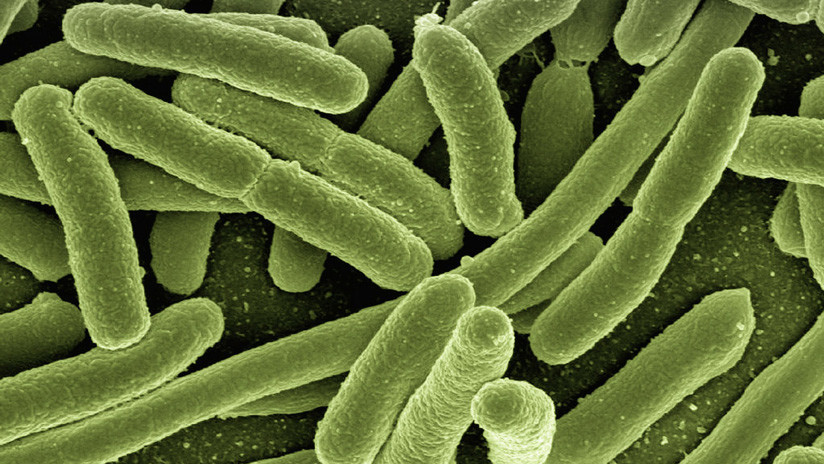 Qué 'sienten' las bacterias y por qué es importante para acabar con la resistencia a los antibióticos
